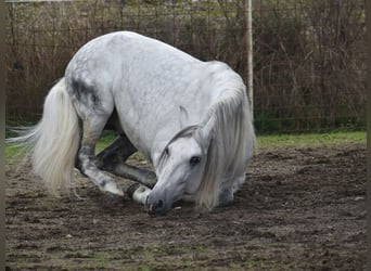 PRE, Ogier, 7 lat, 167 cm, Siwa