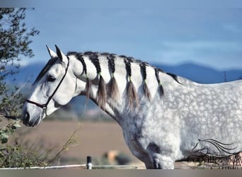 PRE Mix, Ogier, 7 lat, 167 cm, Siwa