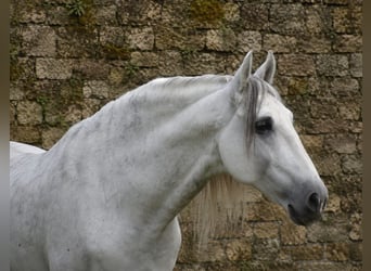 PRE, Ogier, 7 lat, 168 cm, Siwa jabłkowita