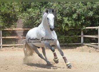 PRE, Ogier, 7 lat, 168 cm, Siwa