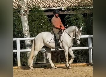 PRE, Ogier, 7 lat, 168 cm, Siwa