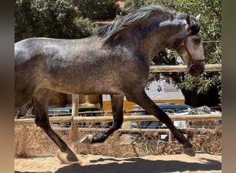 PRE Mix, Ogier, 7 lat, 168 cm, Siwa