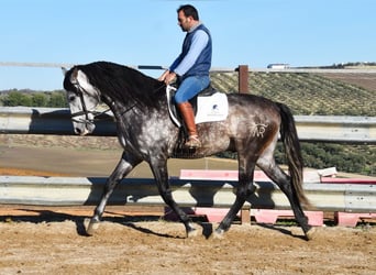 PRE, Ogier, 7 lat, 169 cm, Siwa