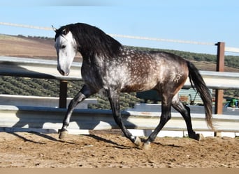 PRE, Ogier, 7 lat, 169 cm, Siwa