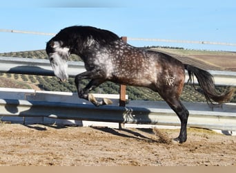 PRE, Ogier, 7 lat, 169 cm, Siwa