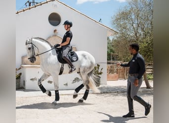 PRE Mix, Ogier, 7 lat, 170 cm, Siwa