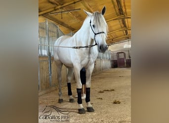 PRE Mix, Ogier, 7 lat, 170 cm, Siwa