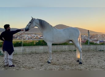 PRE Mix, Ogier, 7 lat, 170 cm, Siwa