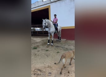 PRE Mix, Ogier, 7 lat, 170 cm, Siwa