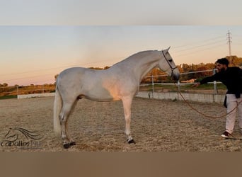 PRE Mix, Ogier, 7 lat, 170 cm, Siwa