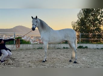 PRE Mix, Ogier, 7 lat, 170 cm, Siwa