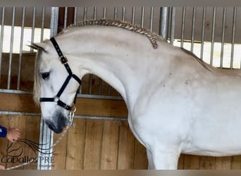 PRE Mix, Ogier, 7 lat, 170 cm, Siwa