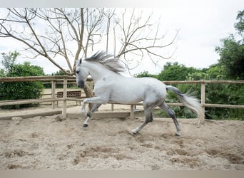 PRE, Ogier, 7 lat, 173 cm, Siwa