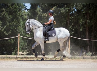 PRE, Ogier, 7 lat, 173 cm, Siwa