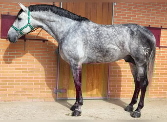 PRE Mix, Ogier, 7 lat, 175 cm, Siwa