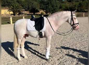 PRE Mix, Ogier, 8 lat, 158 cm, Perlino