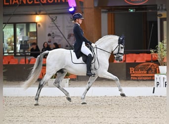 PRE, Ogier, 8 lat, 160 cm