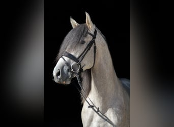 PRE, Ogier, 8 lat, 160 cm, Siwa