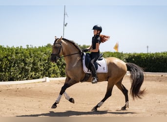 PRE Mix, Ogier, 8 lat, 162 cm, Bułana