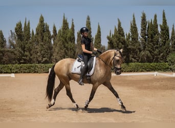 PRE Mix, Ogier, 8 lat, 162 cm, Bułana