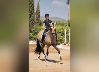PRE Mix, Ogier, 8 lat, 162 cm, Bułana