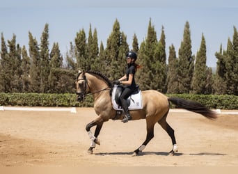 PRE Mix, Ogier, 8 lat, 162 cm, Bułana