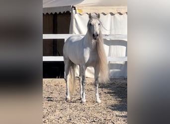 PRE Mix, Ogier, 8 lat, 162 cm, Siwa