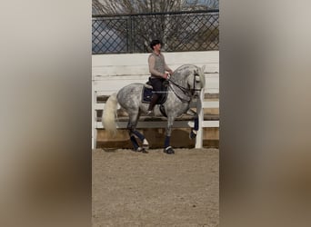 PRE Mix, Ogier, 8 lat, 163 cm, Siwa