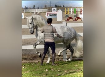 PRE Mix, Ogier, 8 lat, 163 cm, Siwa