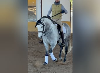 PRE Mix, Ogier, 8 lat, 164 cm, Siwa jabłkowita