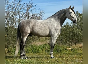 PRE Mix, Ogier, 8 lat, 164 cm, Siwa jabłkowita