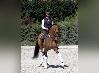 PRE, Ogier, 8 lat, 165 cm, Bułana