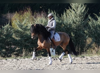 PRE, Ogier, 8 lat, 165 cm, Bułana