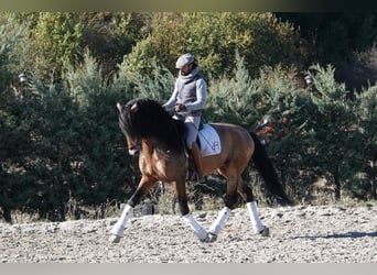 PRE, Ogier, 8 lat, 165 cm, Bułana