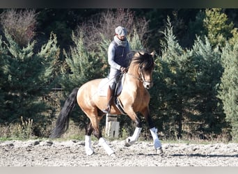 PRE, Ogier, 8 lat, 165 cm, Bułana