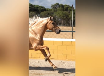 PRE Mix, Ogier, 8 lat, 165 cm, Izabelowata