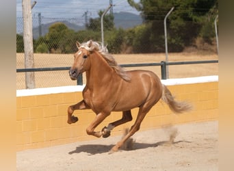 PRE Mix, Ogier, 8 lat, 165 cm, Izabelowata