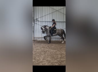 PRE, Ogier, 8 lat, 165 cm, Siwa jabłkowita