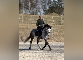 PRE Mix, Ogier, 8 lat, 165 cm, Siwa jabłkowita