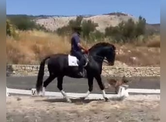 PRE, Ogier, 8 lat, 166 cm, Kara