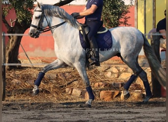 PRE, Ogier, 8 lat, 166 cm, Siwa