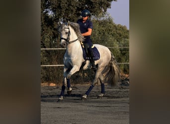 PRE, Ogier, 8 lat, 166 cm, Siwa