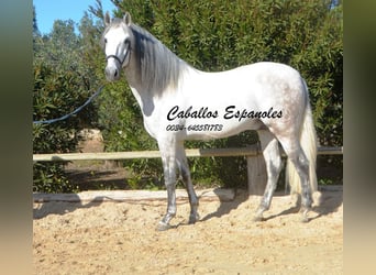 PRE, Ogier, 8 lat, 166 cm, Siwa