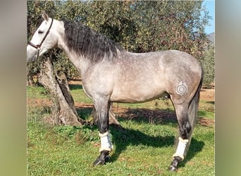 PRE, Ogier, 8 lat, 166 cm, Siwa