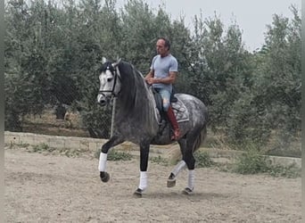 PRE Mix, Ogier, 8 lat, 166 cm, Siwa
