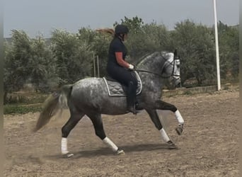PRE Mix, Ogier, 8 lat, 166 cm, Siwa