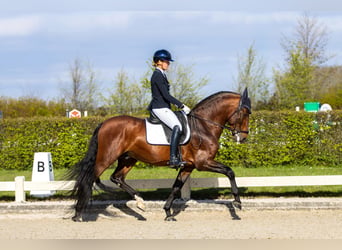 PRE Mix, Ogier, 8 lat, 167 cm, Gniada