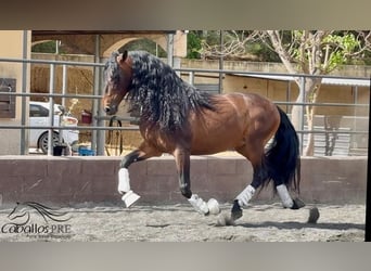 PRE Mix, Ogier, 8 lat, 167 cm, Gniada