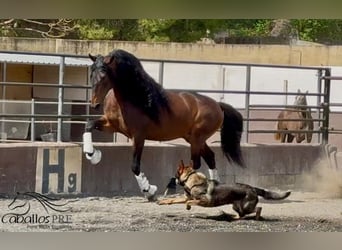 PRE Mix, Ogier, 8 lat, 167 cm, Gniada
