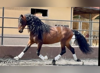 PRE Mix, Ogier, 8 lat, 167 cm, Gniada